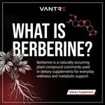 Berberine HCl Capsules – 60 Count Dietary Supplement